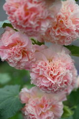 マイガーデン13