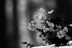 ツルアジサイの枯花１