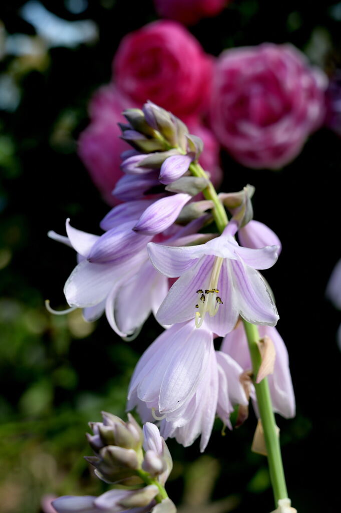 マイガーデン19