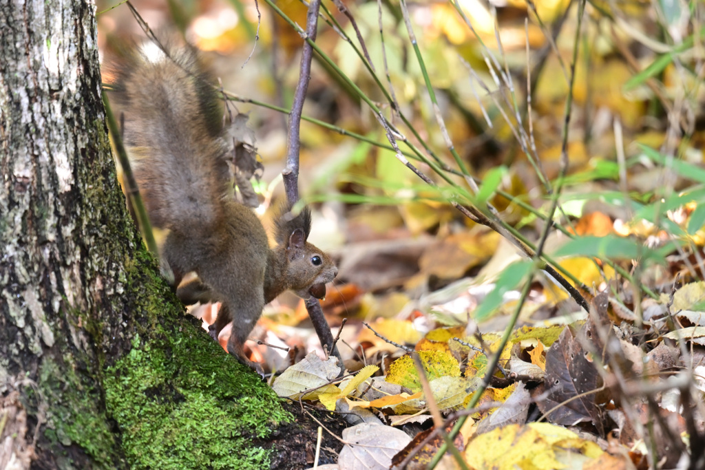 エゾリスとドングリ