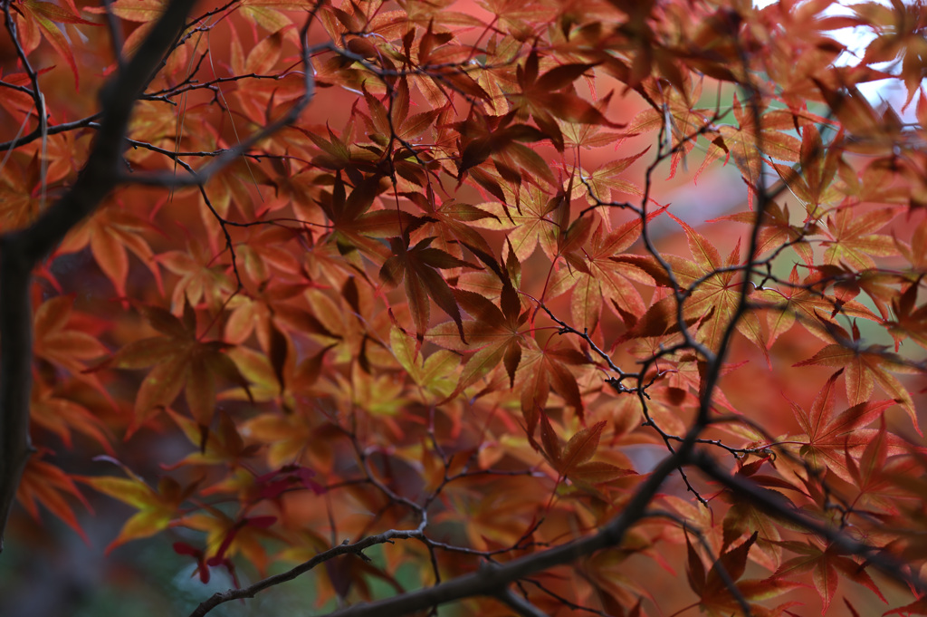 紅葉の重なり