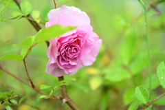 実生バラの開花