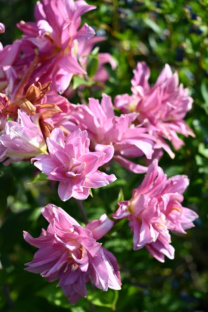 マイガーデン30