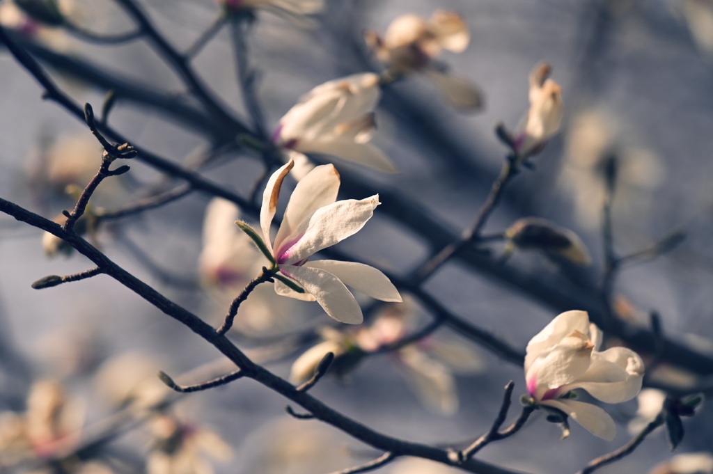 辛夷の花