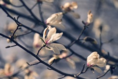 辛夷の花