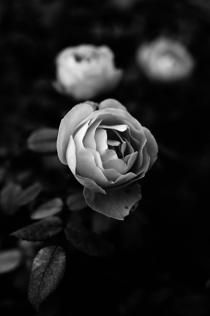 秋薔薇