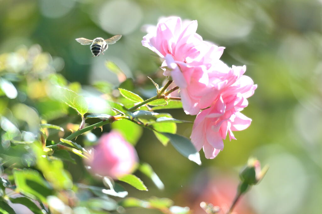 薔薇と蜂
