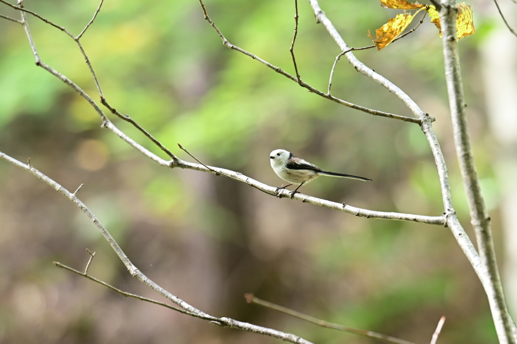 秋の野鳥観察