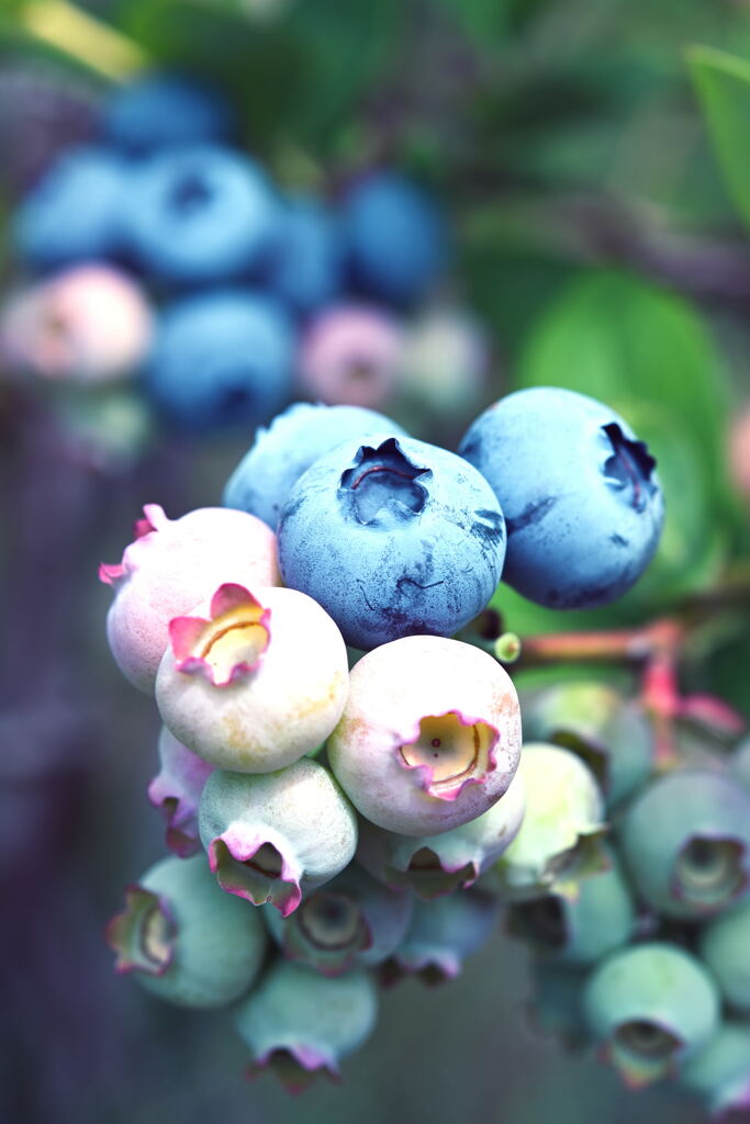 Blueberry2
