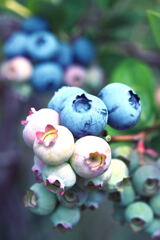 Blueberry2