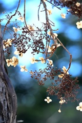 冬の花 ツルアジサイ