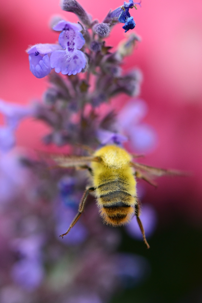 マイガーデン４