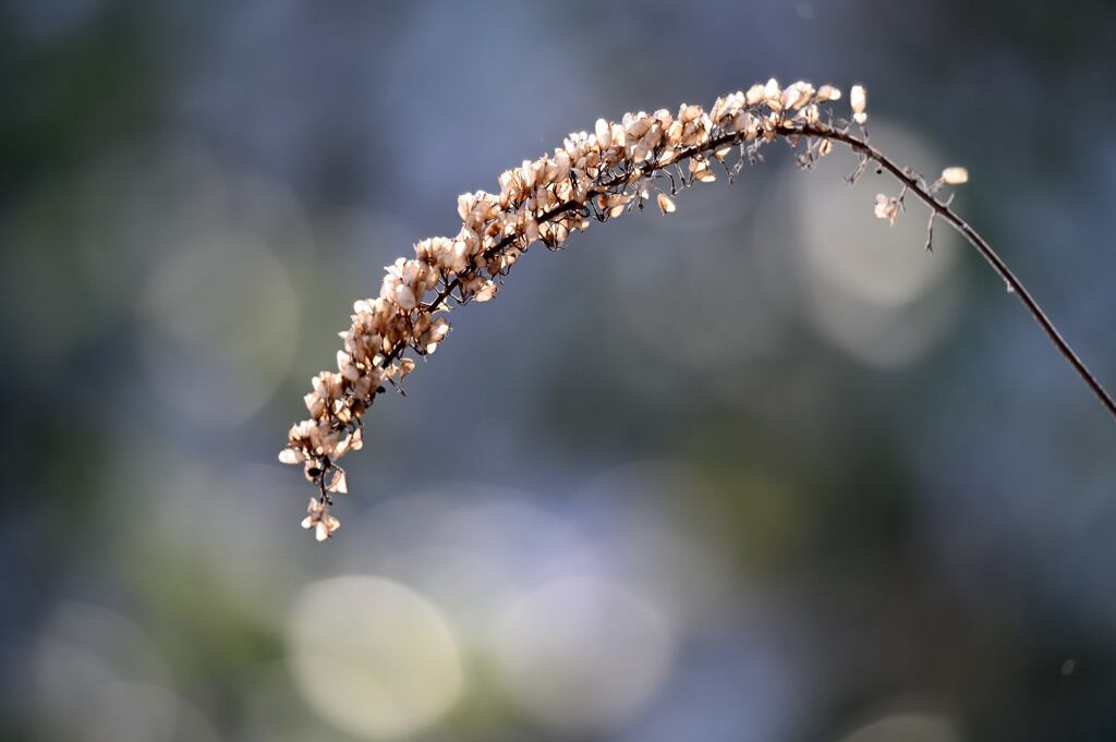冬の森　枯草