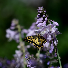 Papilio machaon2