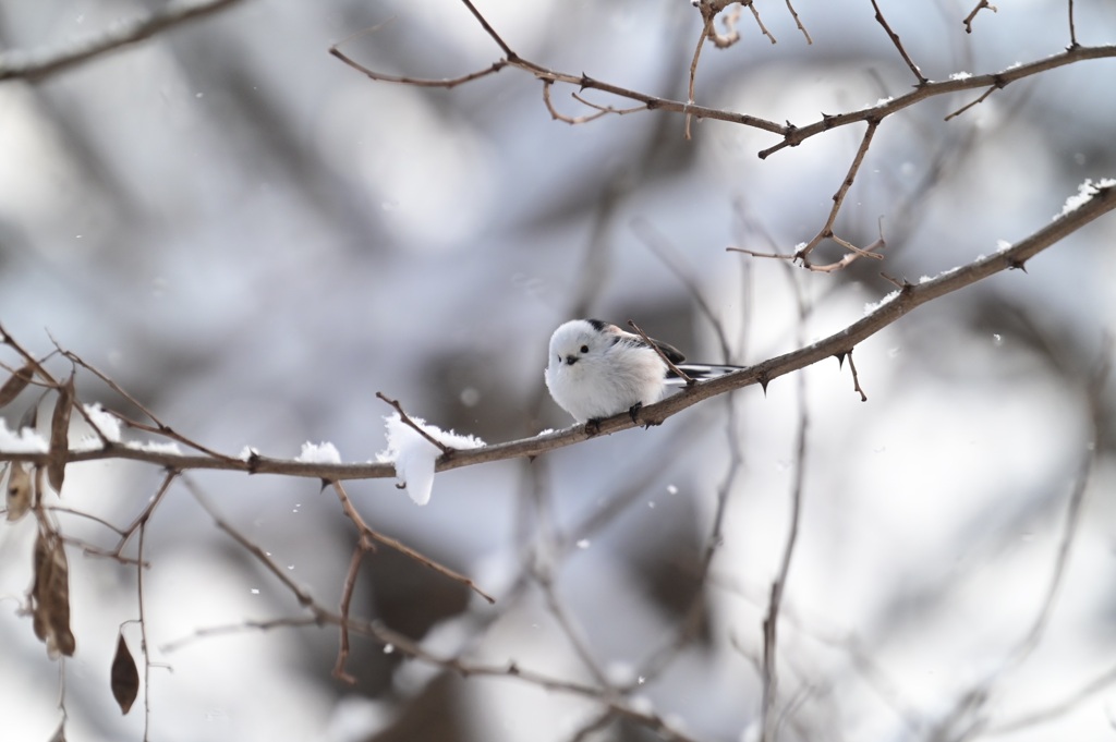 冬のシマエナガ  ♯1