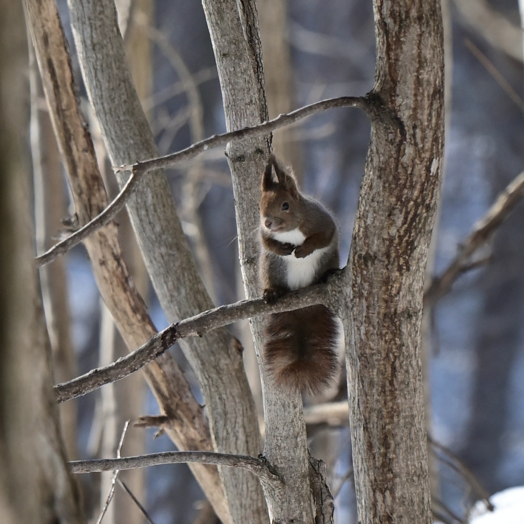 春を待つエゾリス