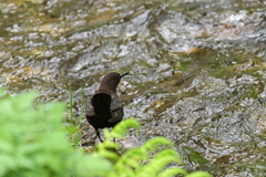 brown dipper