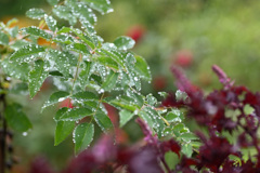 雨に輝く