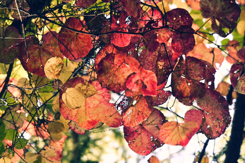 見上げてみる紅葉