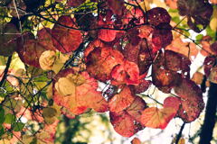 見上げてみる紅葉