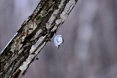 正面顔シマエナガ