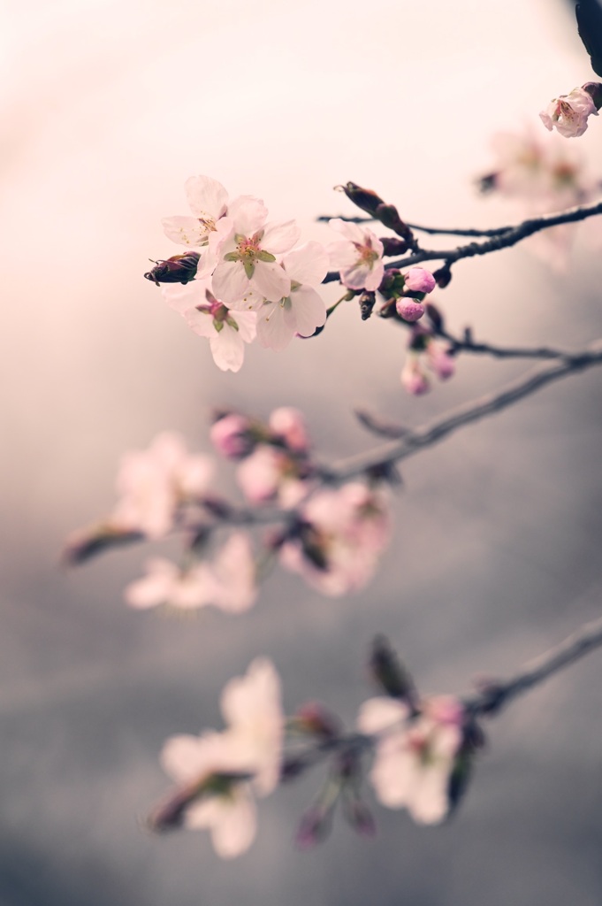 開花宣言  ♯1