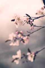 開花宣言  ♯1