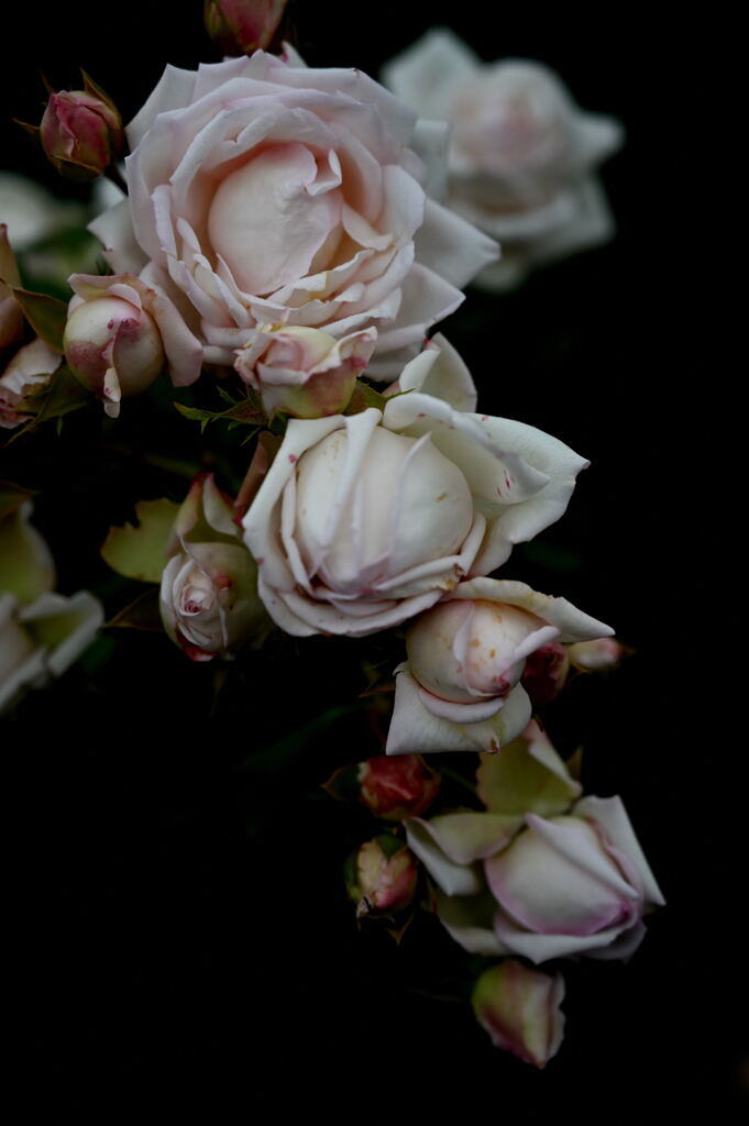 ギヨーのバラ１