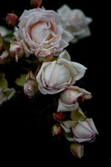 ギヨーのバラ１