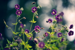 Geranium phaeum