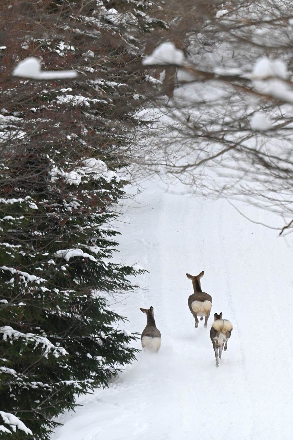 エゾ鹿親子  猛ダッシュ