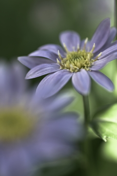 Aster savatieri