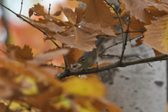 オリーブ色の野鳥