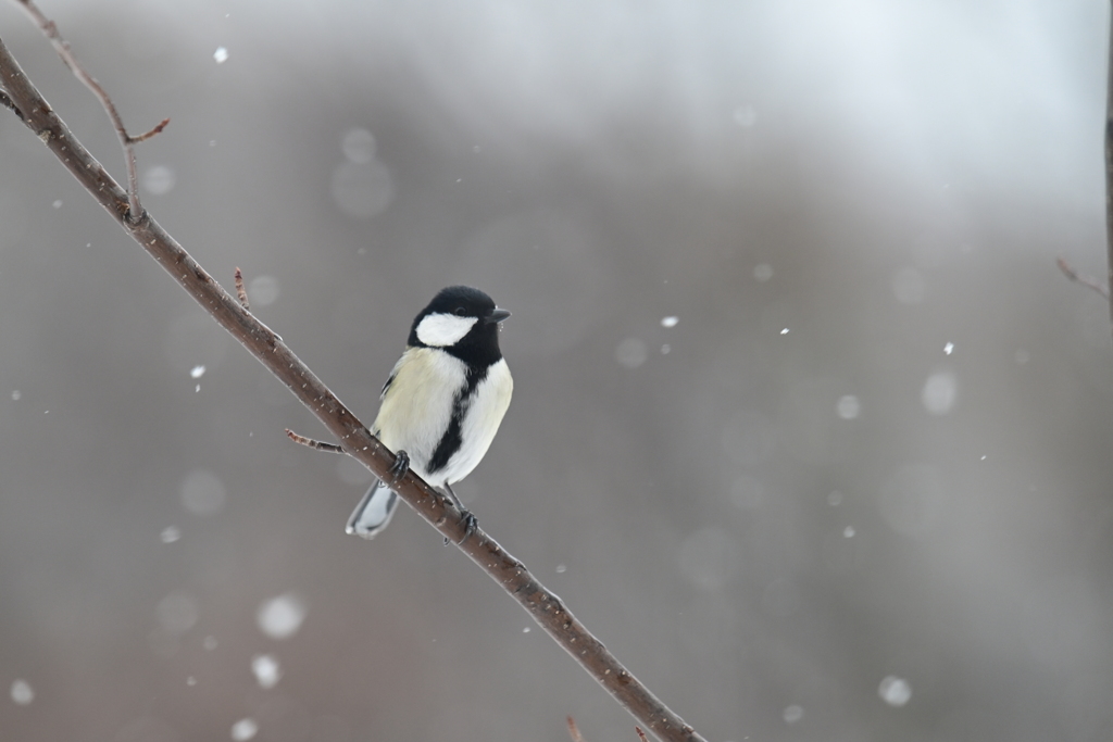 雪と野鳥４
