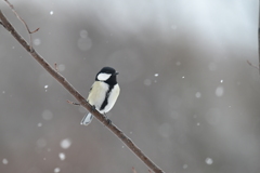 雪と野鳥４