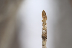 冬の森で樹木の冬芽を楽しむ４