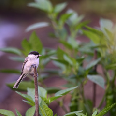 嬉しい庭の訪問者