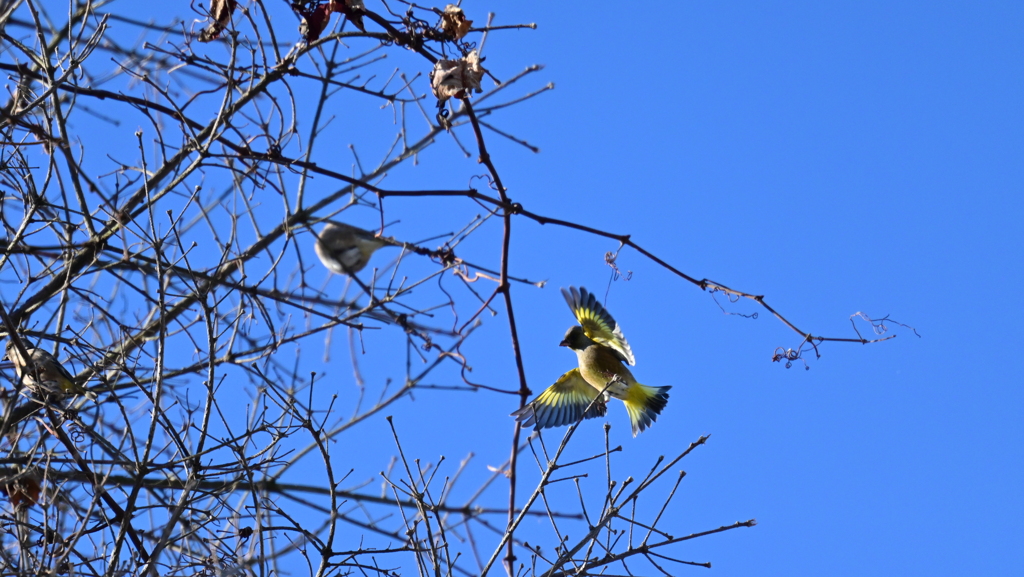 カワラヒワの美しさ羽