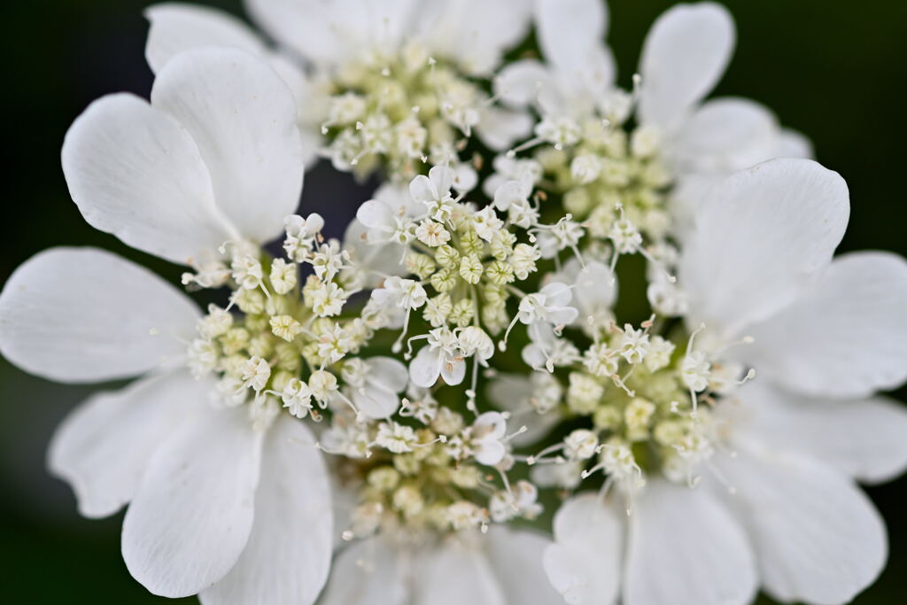 マイガーデン12