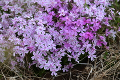 芝桜
