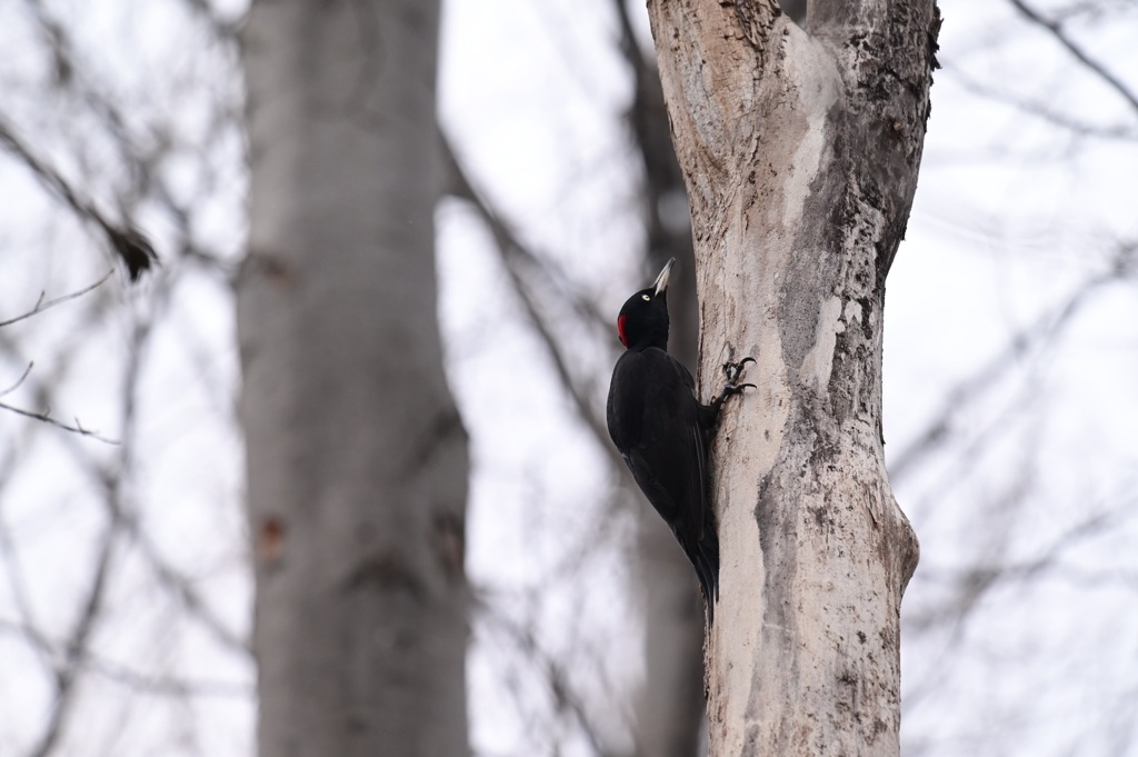 森で出会えた野鳥  クマゲラ  ♯1