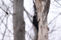森で出会えた野鳥  クマゲラ  ♯1