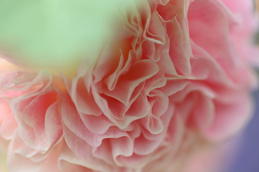 マイガーデン14