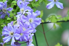 Clematis ‘Prince Charles’