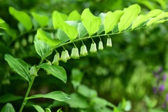 下向きに咲く