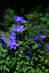 Clematis