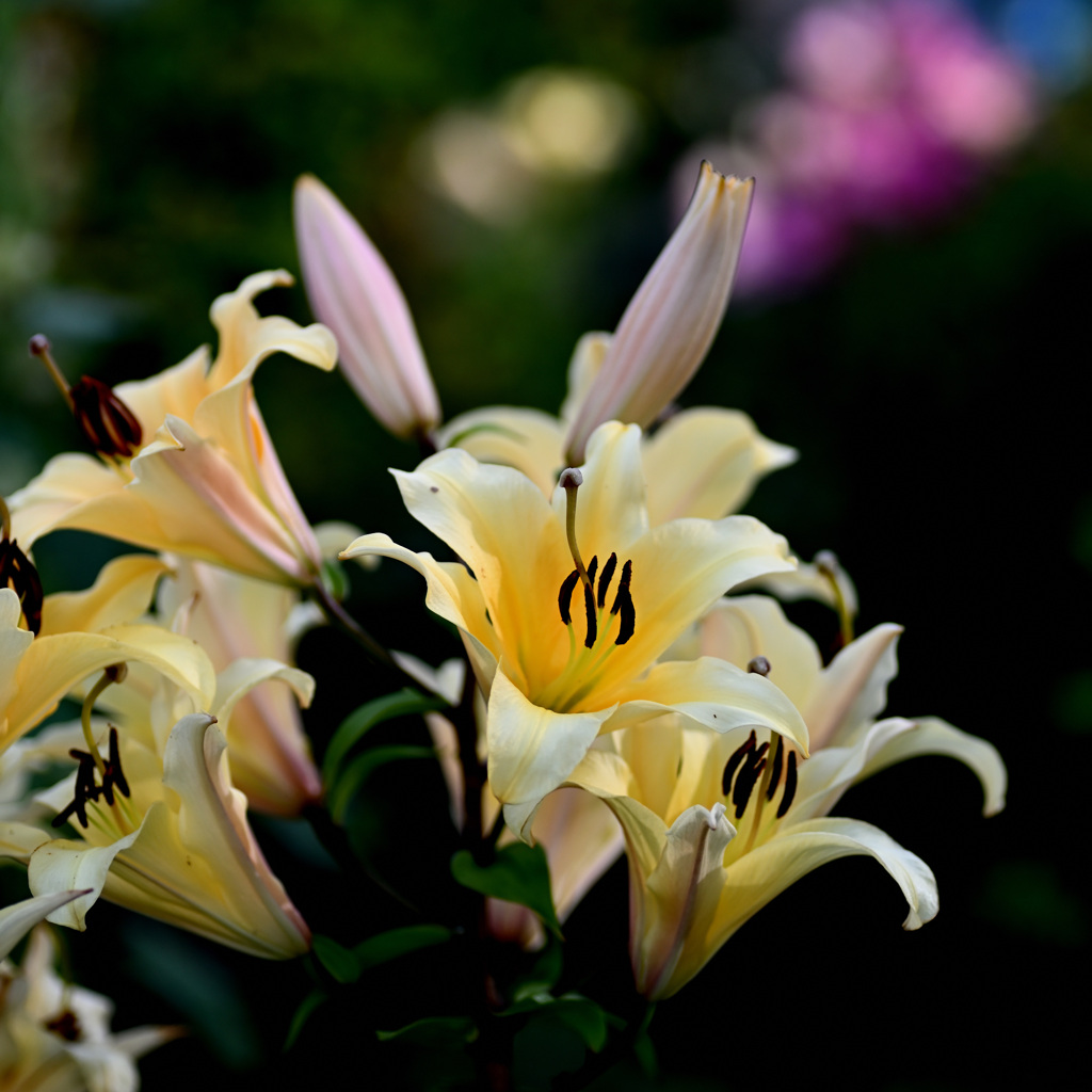 マイガーデン28