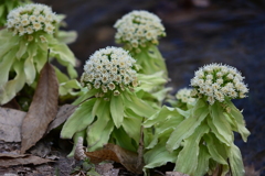 水辺の蕗の薹