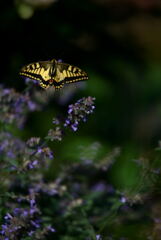 Papilio machaon3
