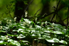 舞鶴草